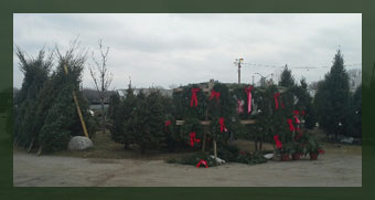 l m tree and wreath medford wi quality christmas l m tree and wreath medford wi quality christmas