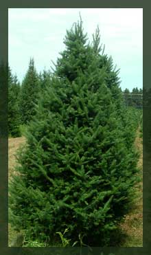 Balsam Fir